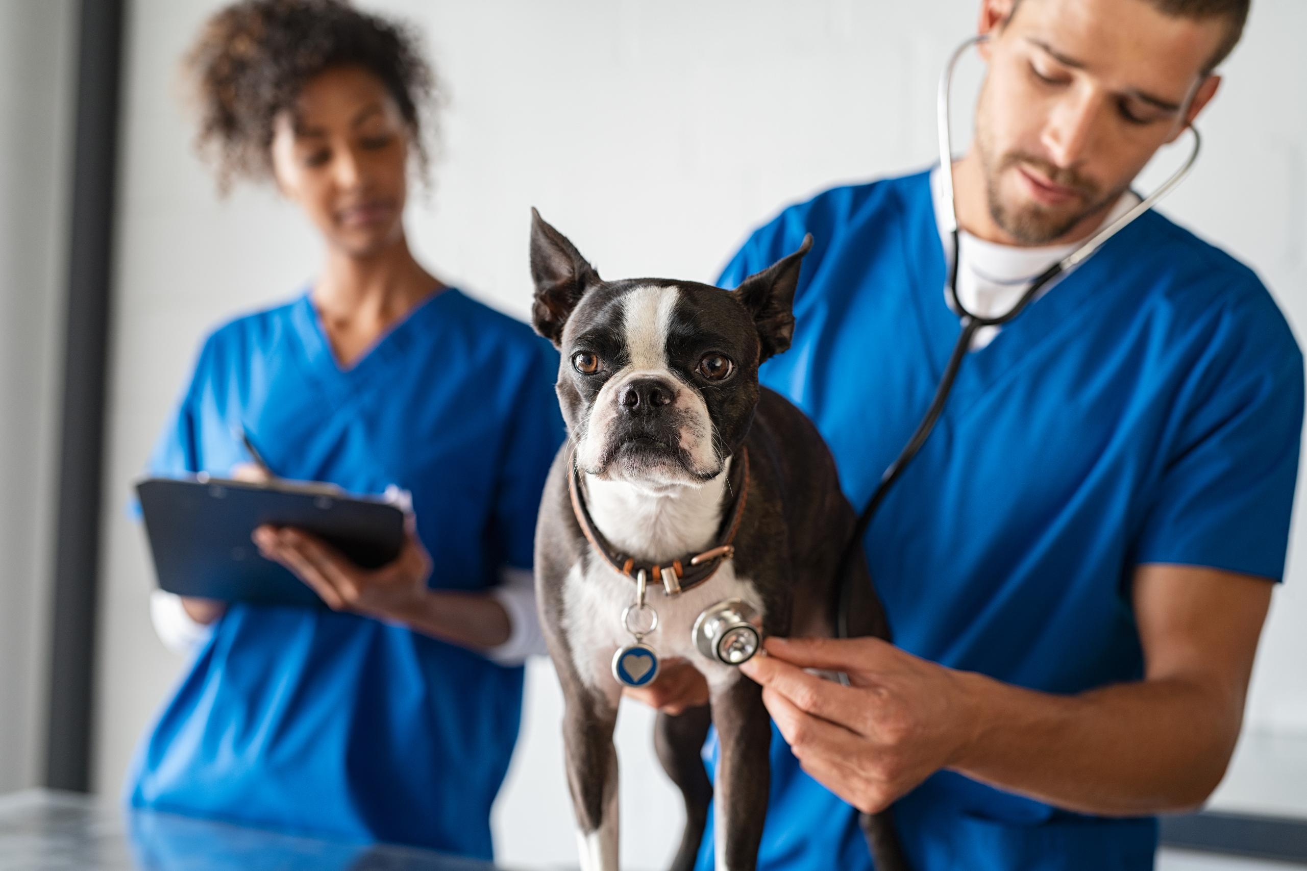 Veterinary Practices 1 Featured Image
